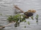 Nutrie