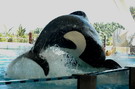 Loro Parque: kosatky