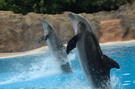Loro Parque: delfíni