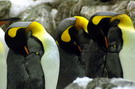 Loro Parque: tučňáci